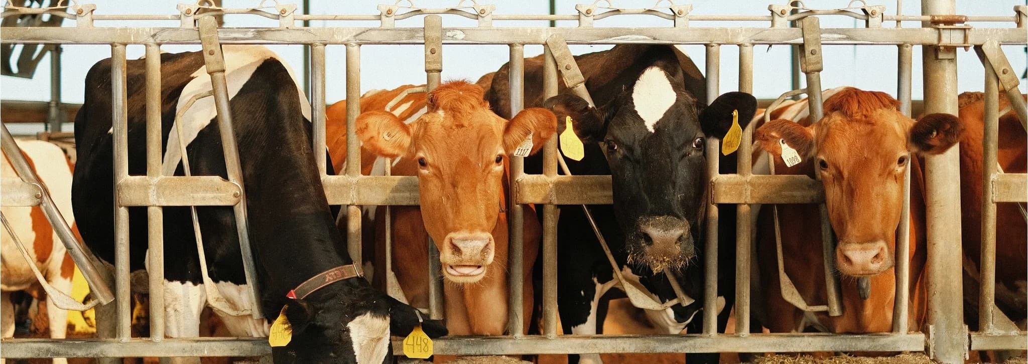 Boost Milk Yields Naturally