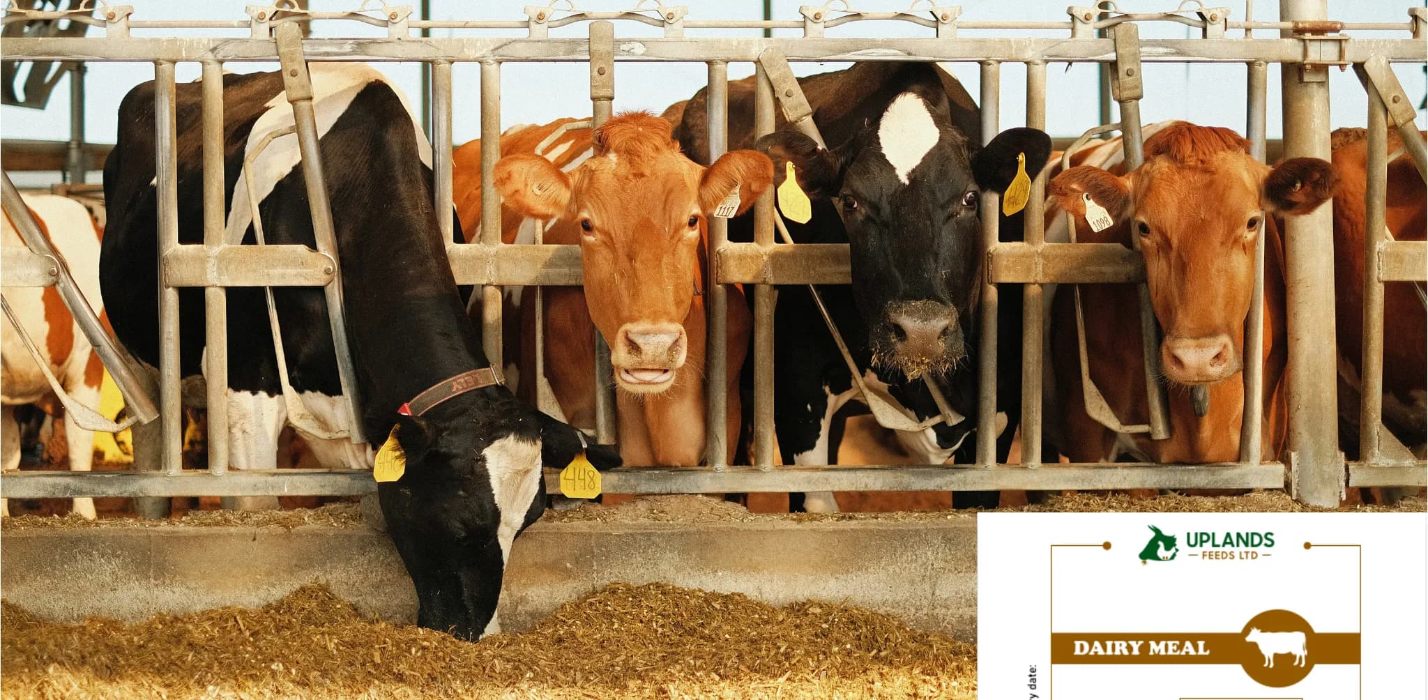 Boost Milk Yields Naturally