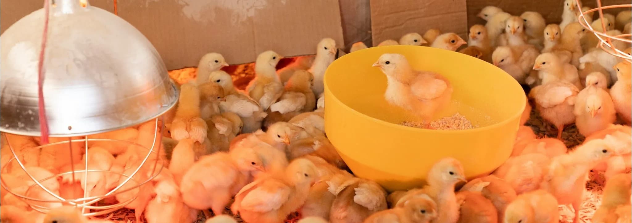 Chic Mash Strong Beginnings