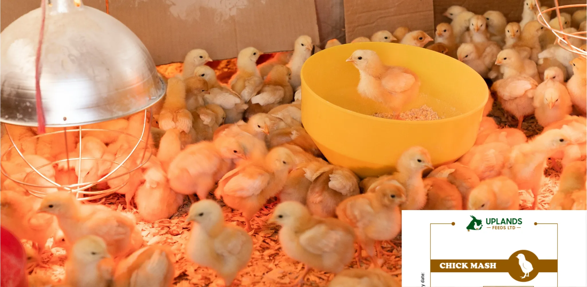 Chic Mash Strong Beginnings