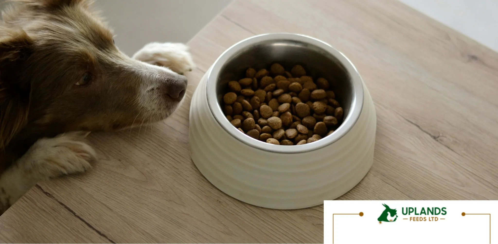 Pet Feeds Nourishing Wellness